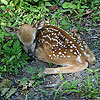 baby fawn