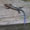 skink