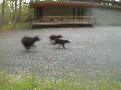 Bear Race