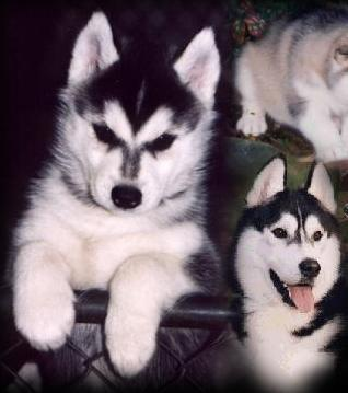 Huskies