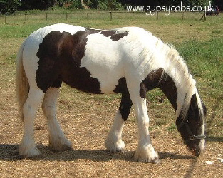 A tobiano gypsy vanner grazing