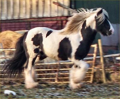 A tobiano gypsy vanner trotting