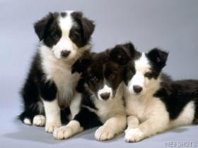 Cute Puppies